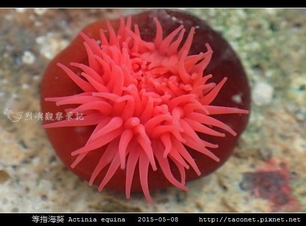 等指海葵 Actinia equina_06.jpg