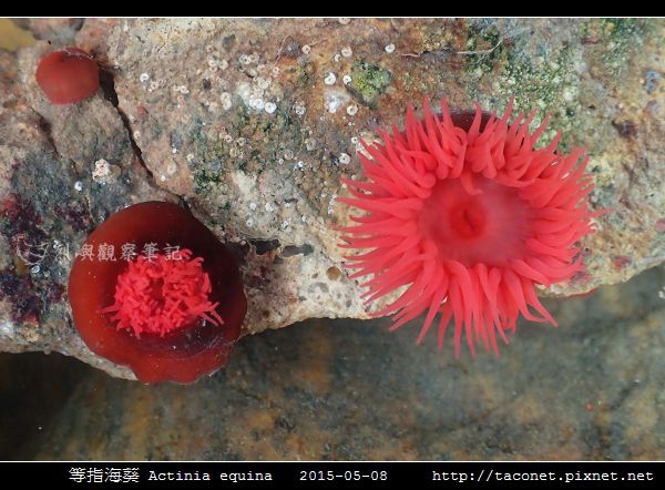 等指海葵 Actinia equina_07.jpg