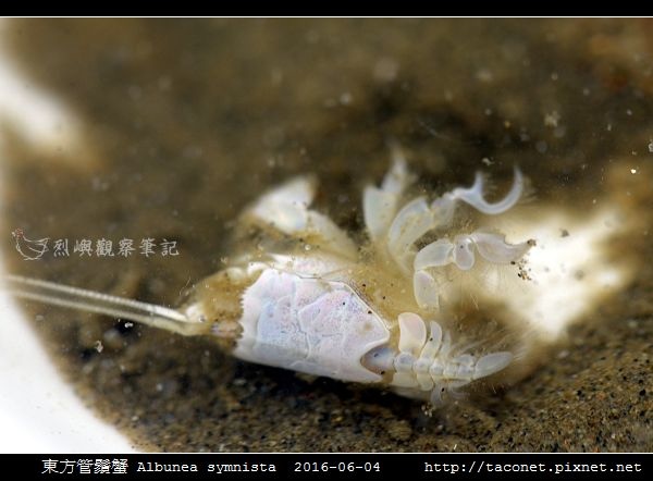 東方管鬚蟹Albunea symnista_01.jpg