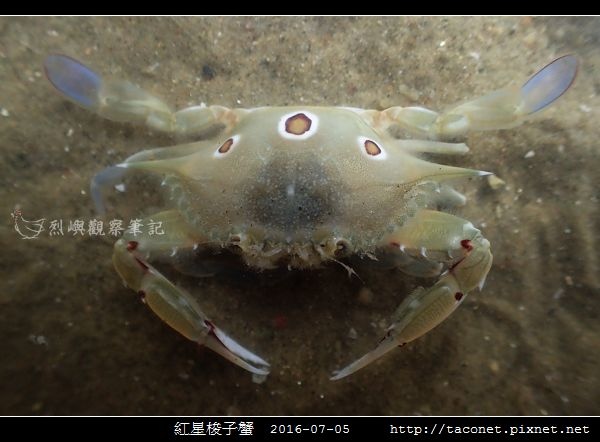 紅星梭子蟹_04.jpg