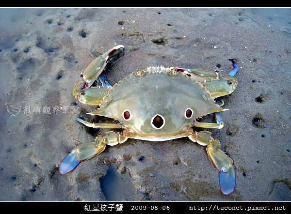 紅星梭子蟹_02.jpg