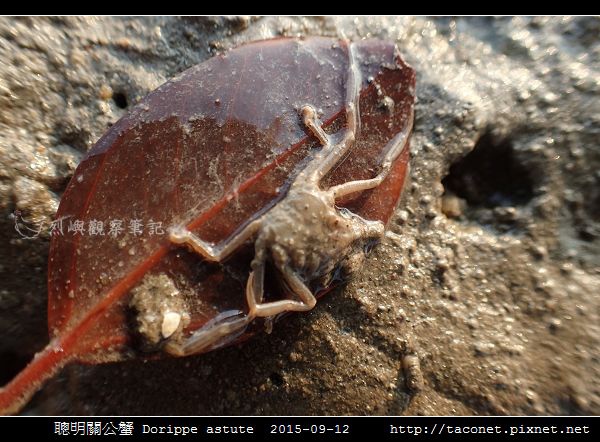 聰明關公蟹 Dorippe astute_15.jpg