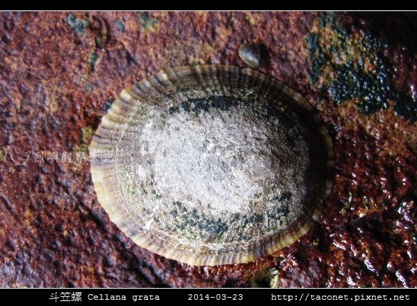 斗笠螺 Cellana grata_03.jpg