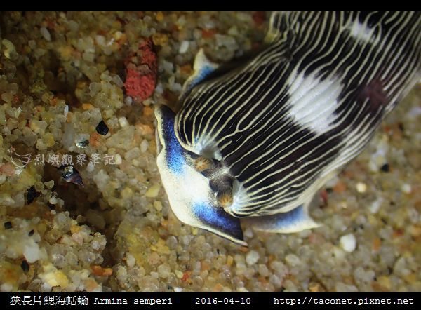 狹長片鰓海蛞蝓 Armina semperi _08.jpg