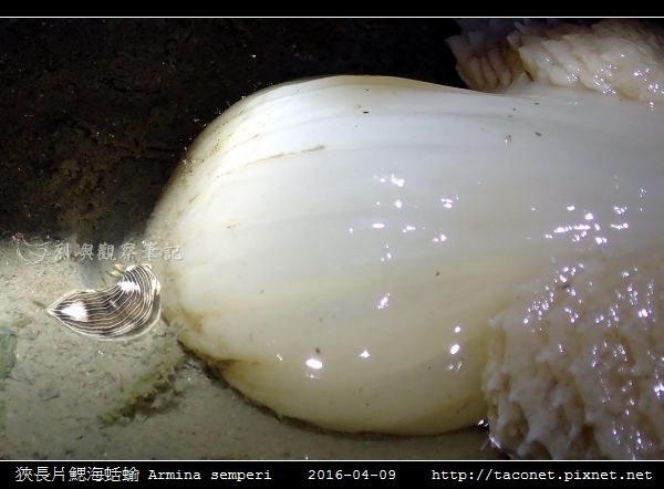 狹長片鰓海蛞蝓 Armina semperi _01.jpg
