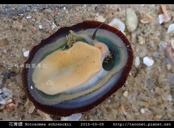 花青螺 Notoacmea schrenckii_09.jpg