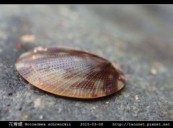 花青螺 Notoacmea schrenckii_07.jpg