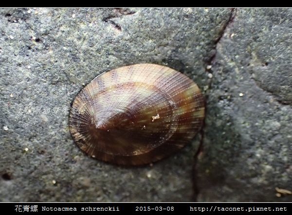 花青螺 Notoacmea schrenckii_06.jpg