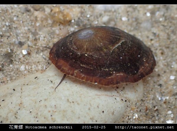 花青螺 Notoacmea schrenckii_05.jpg