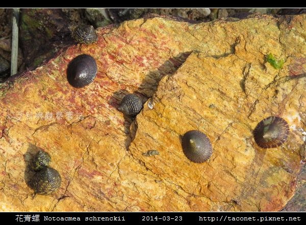 花青螺 Notoacmea schrenckii_03.jpg