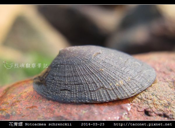 花青螺 Notoacmea schrenckii_01.jpg
