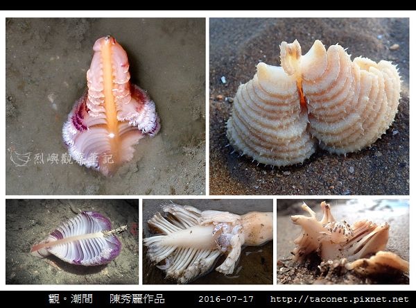 陳秀麗作品-10.jpg