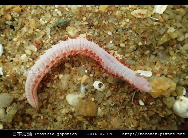日本海蛹 Travisia japonica_06.jpg