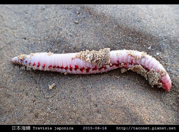 日本海蛹 Travisia japonica_02.jpg