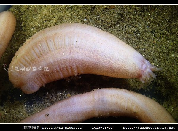棘刺錨參 Protankyra bidenata_08.jpg