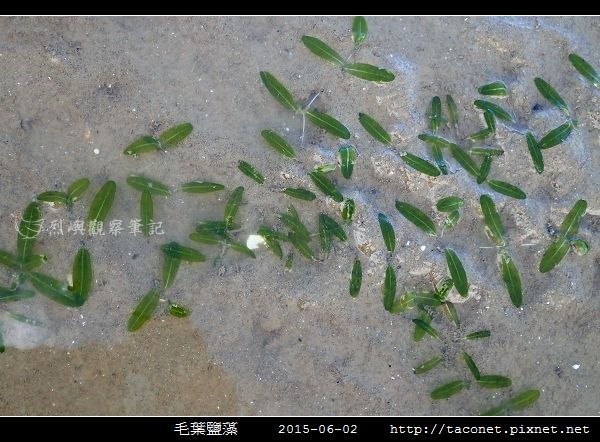 毛葉鹽藻 Halophila decipiens _10.jpg