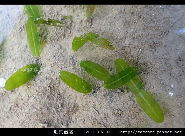 毛葉鹽藻 Halophila decipiens _07.jpg