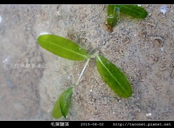 毛葉鹽藻 Halophila decipiens _06.jpg