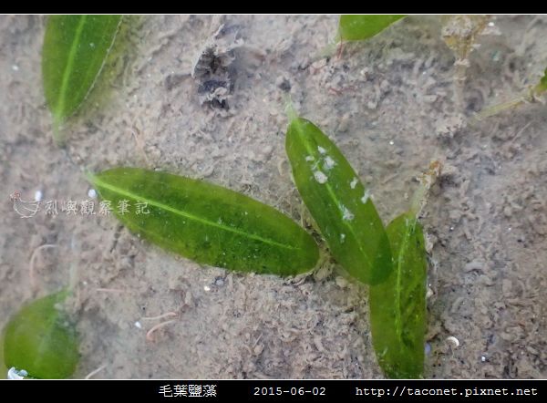 毛葉鹽藻 Halophila decipiens _03.jpg