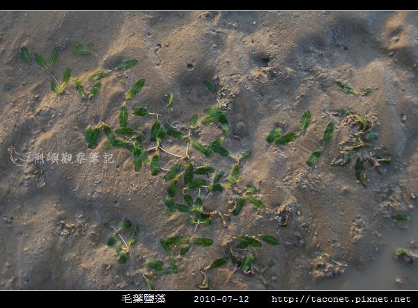 毛葉鹽藻 Halophila decipiens _01.jpg