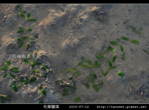 毛葉鹽藻 Halophila decipiens _02.jpg
