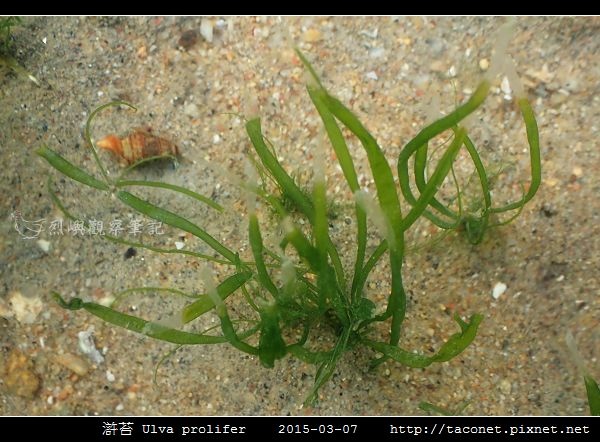 滸苔 Ulva prolifer相簿封面