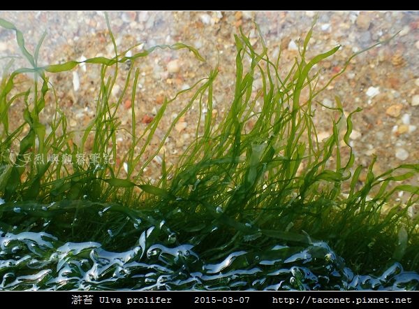 滸苔 Ulva prolifer_09.jpg