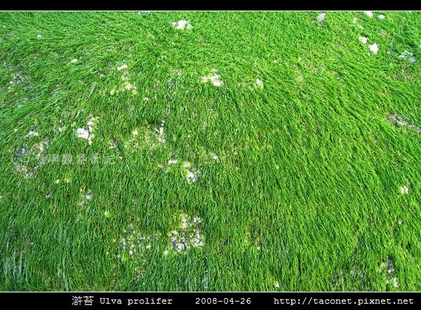 滸苔 Ulva prolifer_04.jpg
