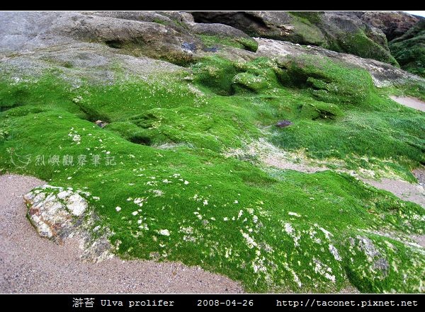 滸苔 Ulva prolifer_05.jpg