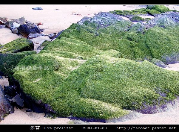 滸苔 Ulva prolifer_01.jpg