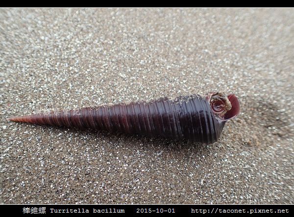 棒錐螺 Turritella bacillum_07.jpg