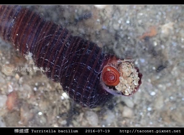 棒錐螺 Turritella bacillum_04.jpg
