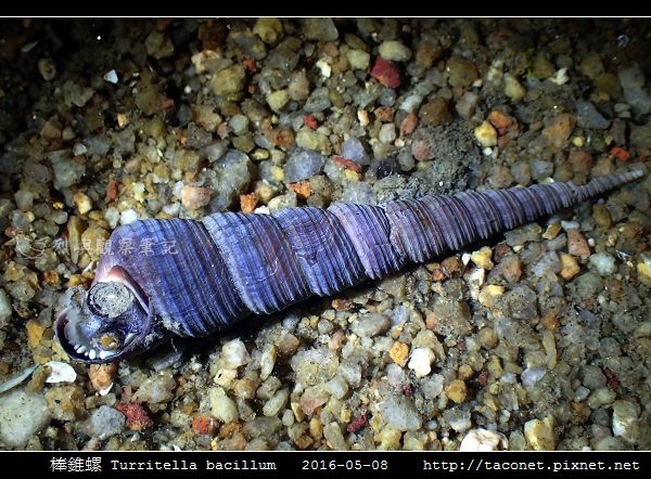 棒錐螺 Turritella bacillum_03.jpg