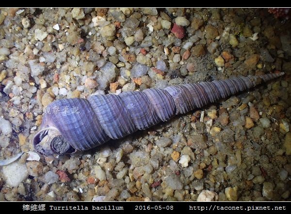 棒錐螺 Turritella bacillum_01.jpg