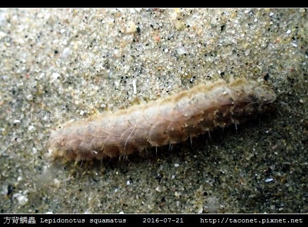 方背鱗蟲 Lepidonotus squamatus_06.jpg