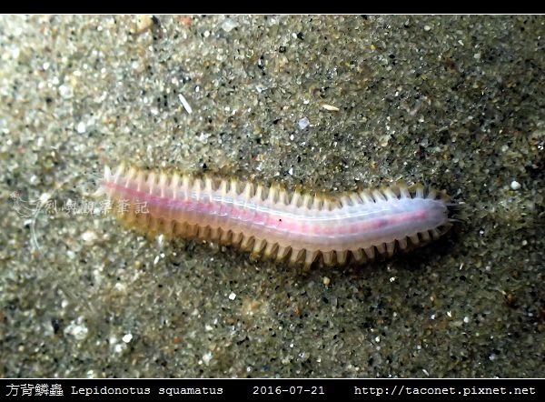 方背鱗蟲 Lepidonotus squamatus_05.jpg