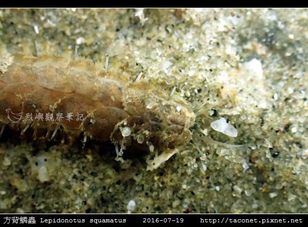 方背鱗蟲 Lepidonotus squamatus_04.jpg