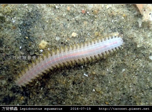 方背鱗蟲 Lepidonotus squamatus_02.jpg