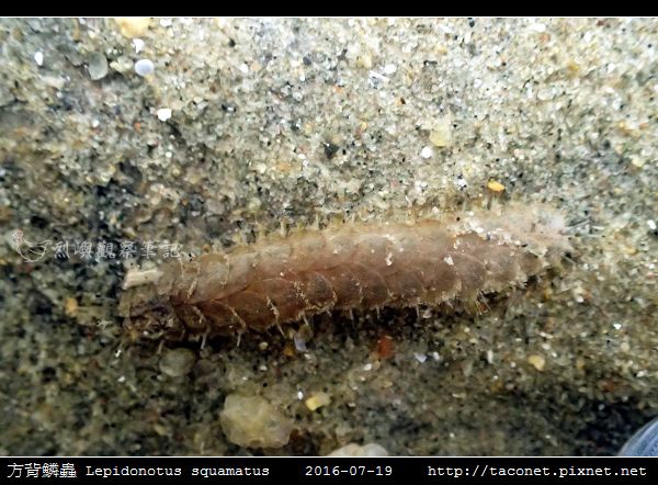 方背鱗蟲 Lepidonotus squamatus_01.jpg