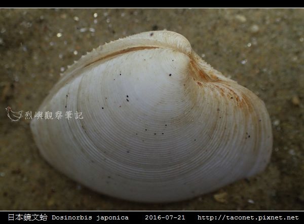 日本鏡文蛤 Dosinorbis japonica_09.jpg