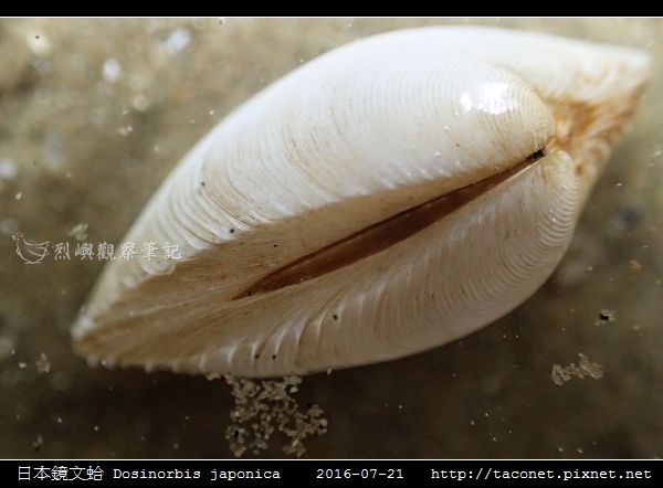 日本鏡文蛤 Dosinorbis japonica_05.jpg