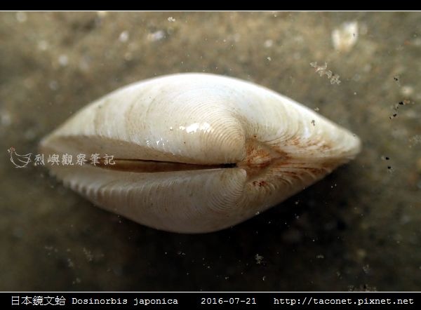 日本鏡文蛤 Dosinorbis japonica_04.jpg