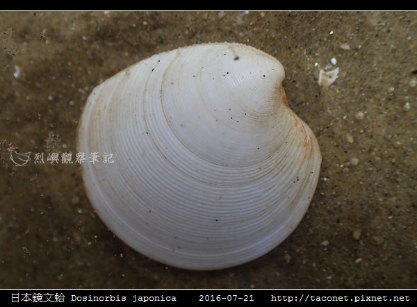 日本鏡文蛤 Dosinorbis japonica_08.jpg