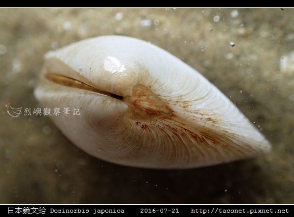 日本鏡文蛤 Dosinorbis japonica_06.jpg