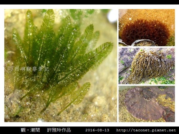 雅玲作品_11.jpg