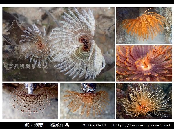 蔡咸作品-13.jpg