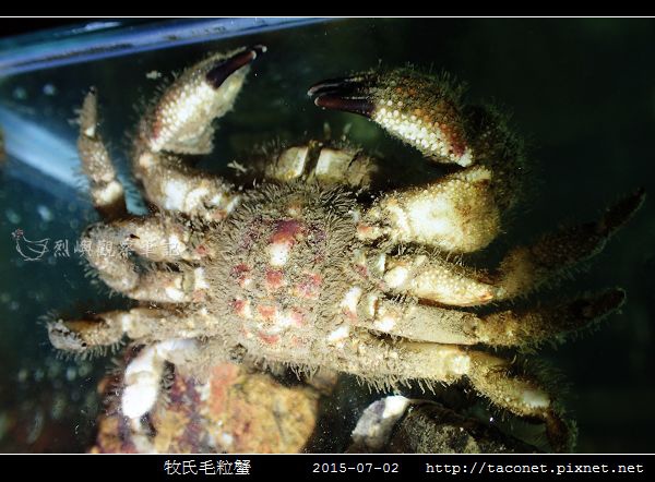 牧氏毛粒蟹 Pilumnopeus makiana_08.jpg