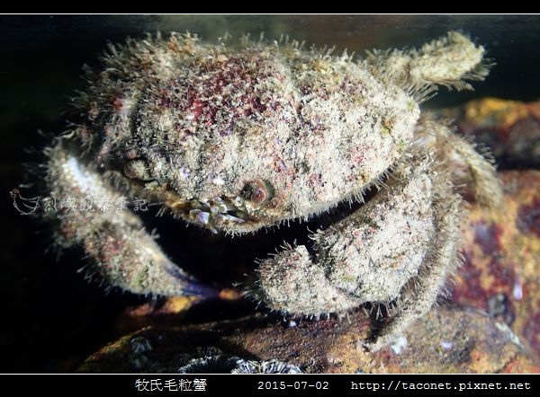 牧氏毛粒蟹 Pilumnopeus makiana_05.jpg