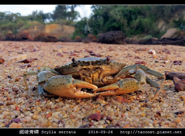 鋸緣青蟳 Scylla serrata _03.jpg
