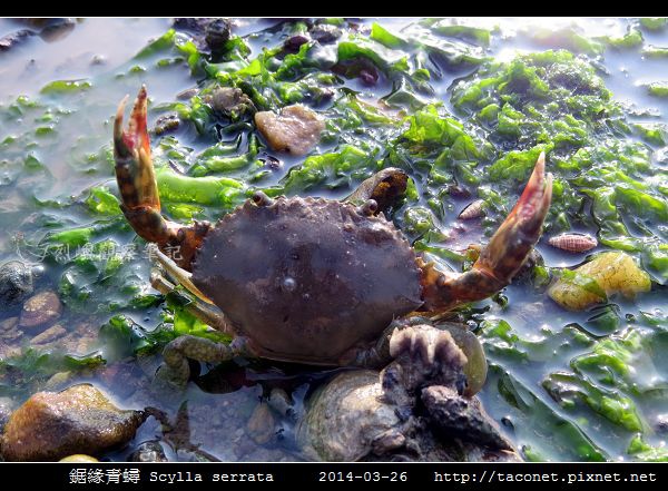 鋸緣青蟳 Scylla serrata _08.jpg
